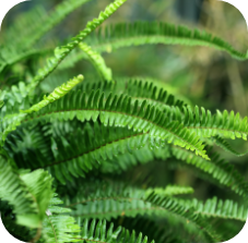 Boston Fern